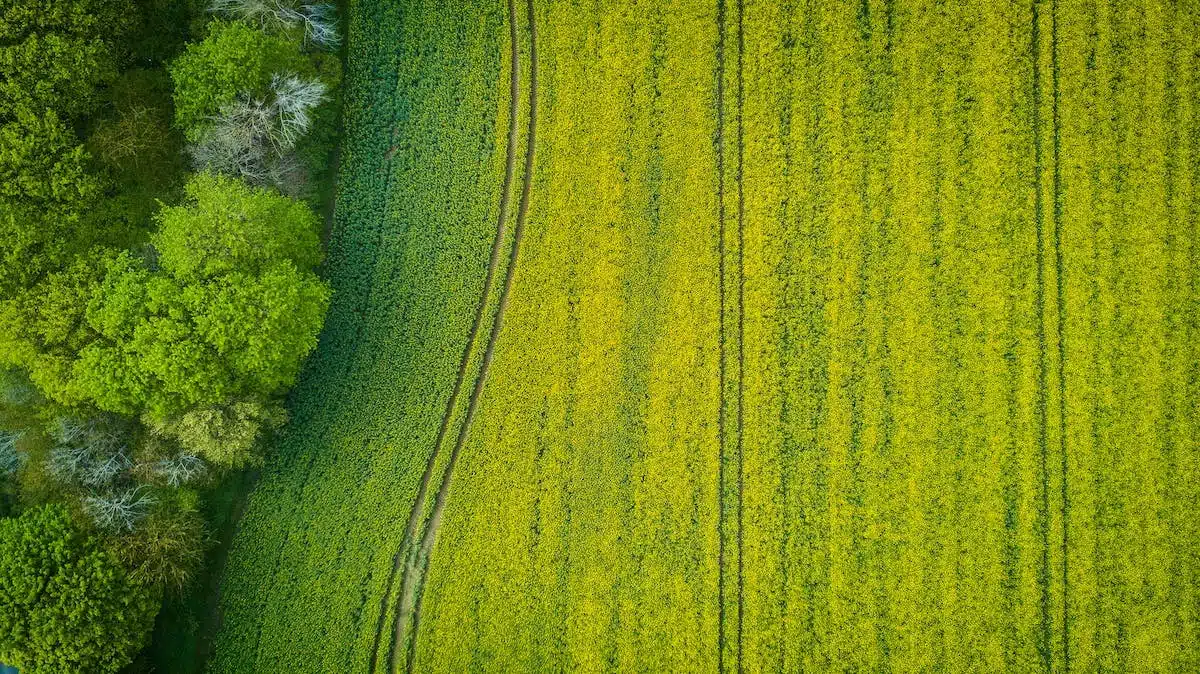pelouse écologique