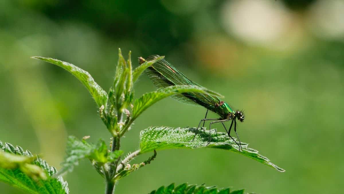 plantes  insectes