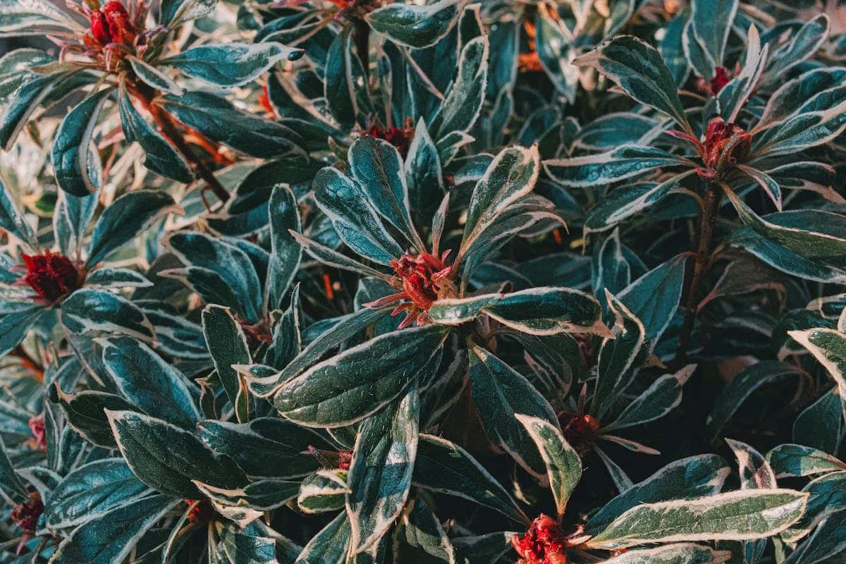 photinia taille