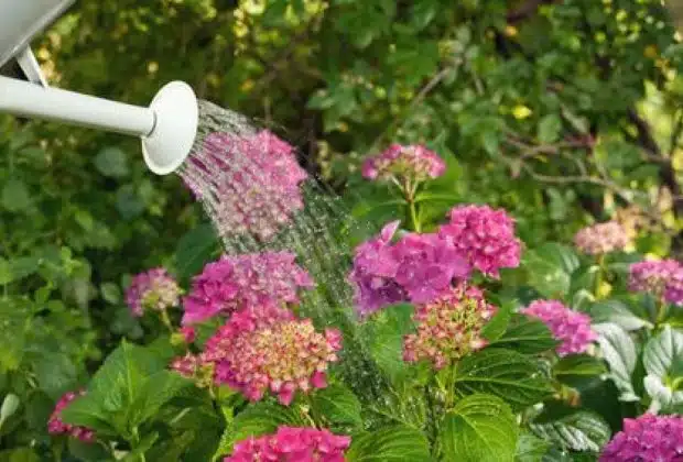 jardinage